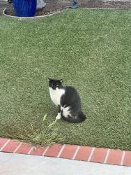 Found/Stray Unknown Cat last seen Soledad Canyon and Oak Springs , Santa Clarita, CA 91387