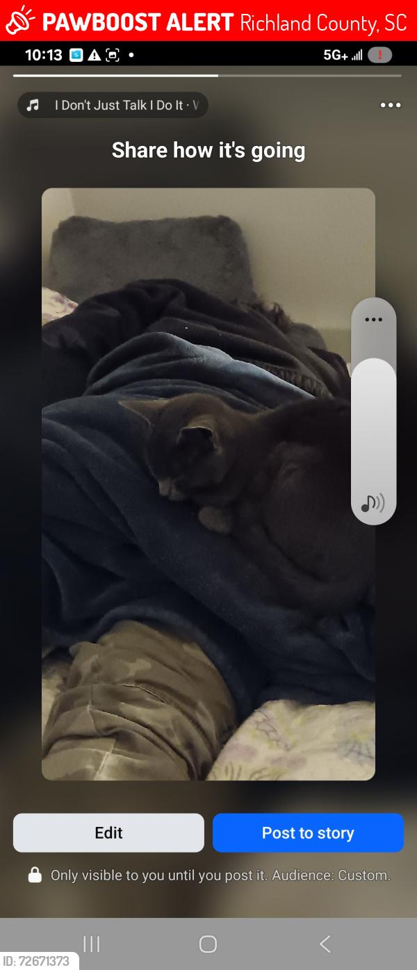 Lost Female Cat last seen Sedgewood and Harmon st, Richland County, SC 29061