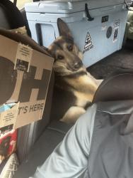 Lost Male Dog last seen Knights Dr, El Paso, TX 79915