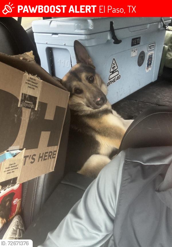 Lost Male Dog last seen Knights Dr, El Paso, TX 79915