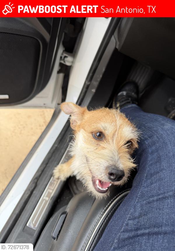 Lost Female Dog last seen Elmendorf lavernia & Stuart Rd, San Antonio, TX 78223
