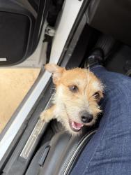 Lost Female Dog last seen Elmendorf lavernia & Stuart Rd, San Antonio, TX 78223