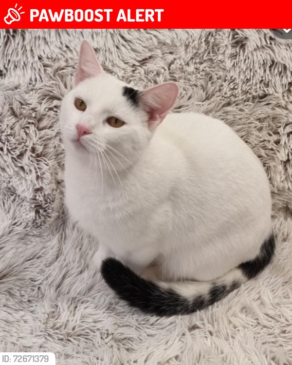 Lost Male Cat last seen Corona avenue dn4 8fa , South Yorkshire, England DN4