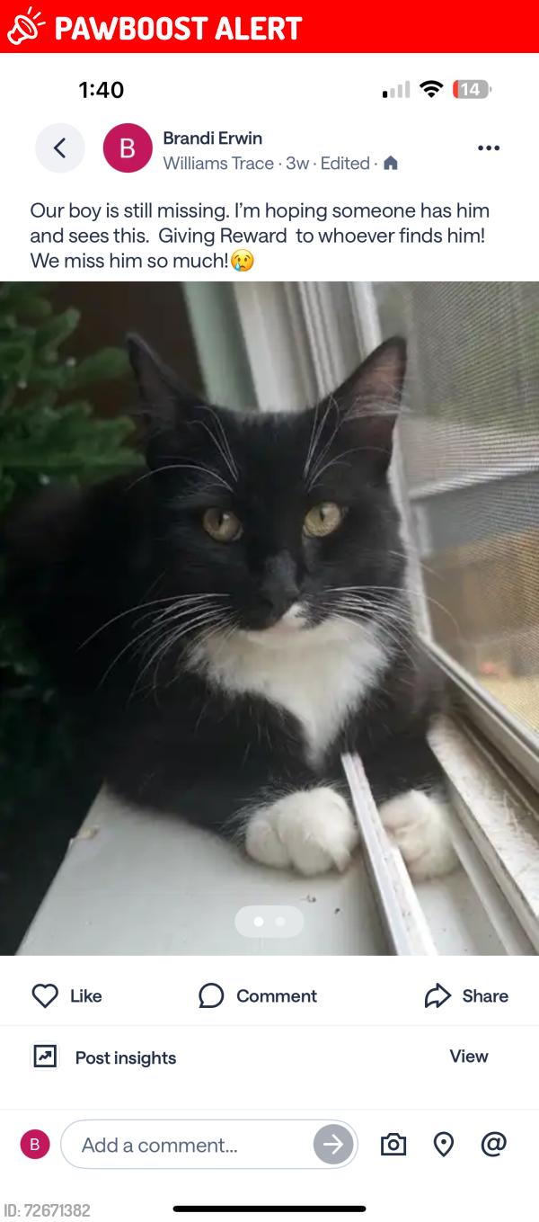 Lost Male Cat last seen Near , Montgomery County, TX 77355