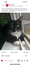 Lost Male Cat last seen Near , Montgomery County, TX 77355