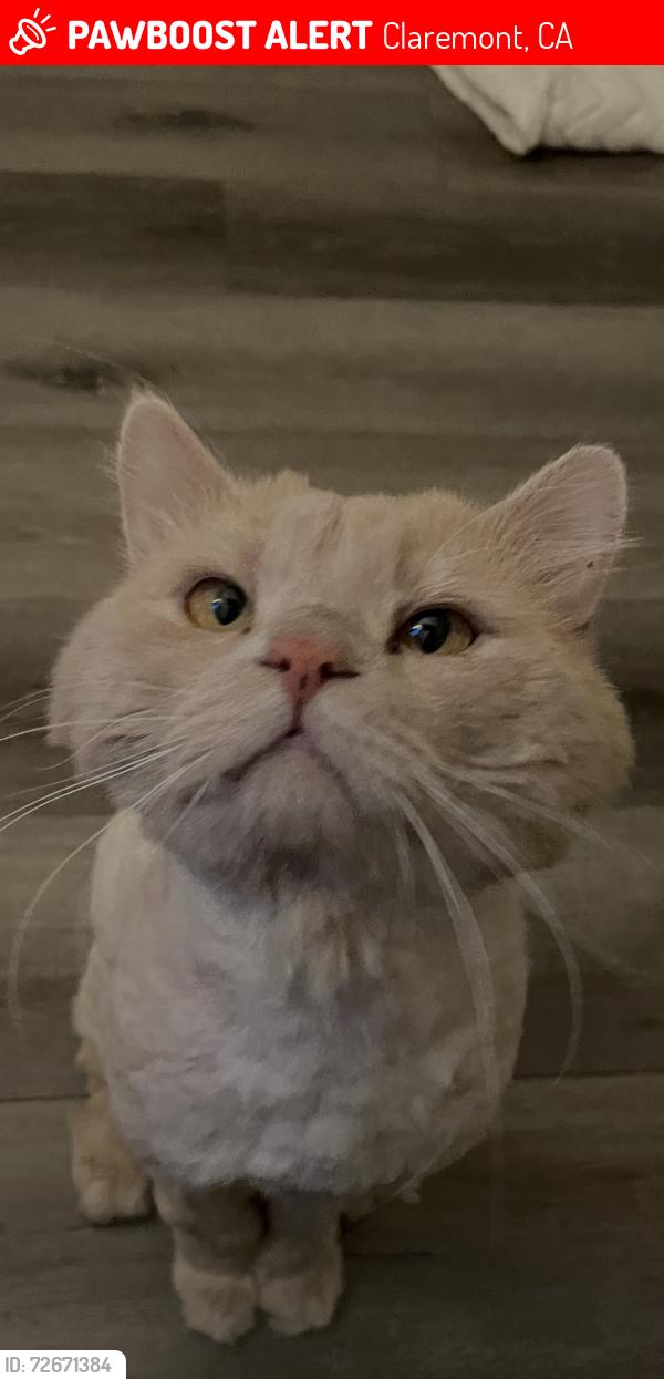 Lost Male Cat last seen North mills ave Claremont , Claremont, CA 91711