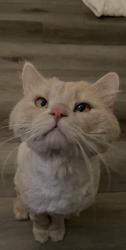 Lost Male Cat last seen North mills ave Claremont , Claremont, CA 91711