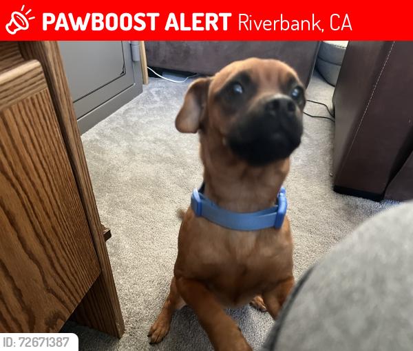 Lost Female Dog last seen Hildago Way and Silversmythe , Riverbank, CA 95367