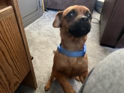Lost Female Dog last seen Hildago Way and Silversmythe , Riverbank, CA 95367