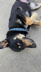 Found/Stray Male Dog last seen San vicente and cookacre st, Compton, CA 90221