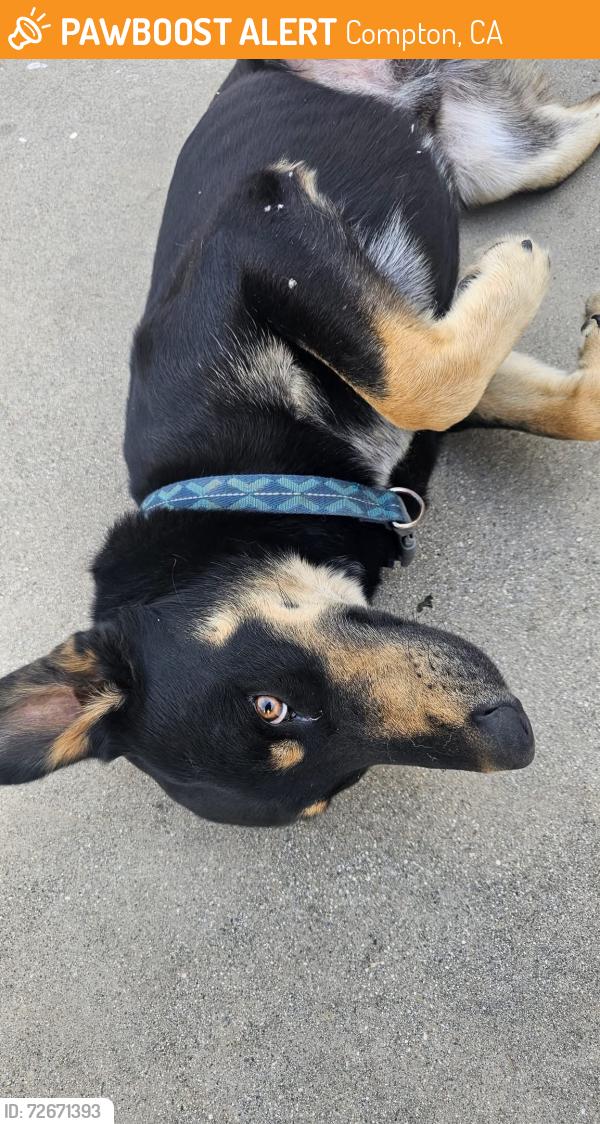 Found/Stray Male Dog last seen San vicente and cookacre st, Compton, CA 90221