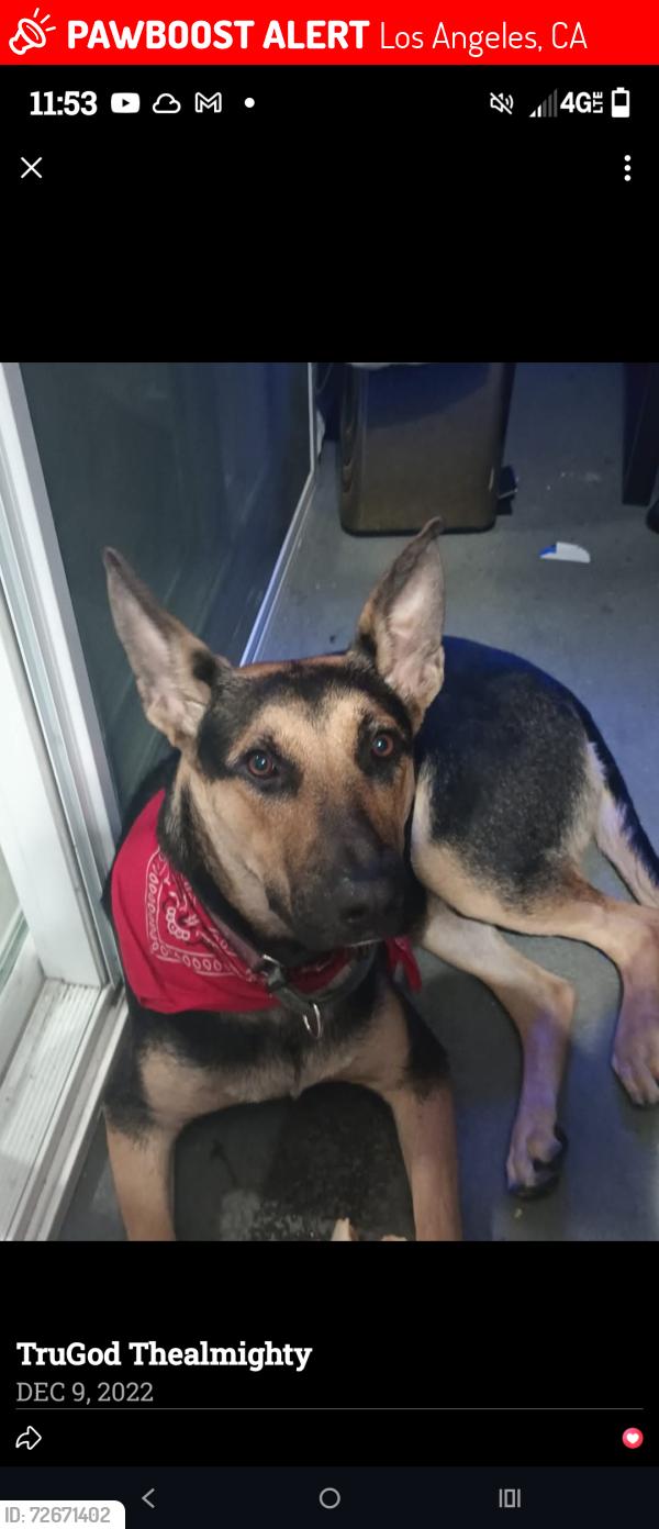 Lost Female Dog last seen Park view and 6th Street , Los Angeles, CA 90057