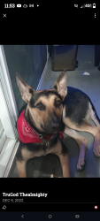 Lost Female Dog last seen Park view and 6th Street , Los Angeles, CA 90057