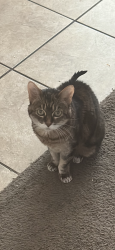 Lost Female Cat last seen Near Cordially Way, Elk Grove, CA 95757