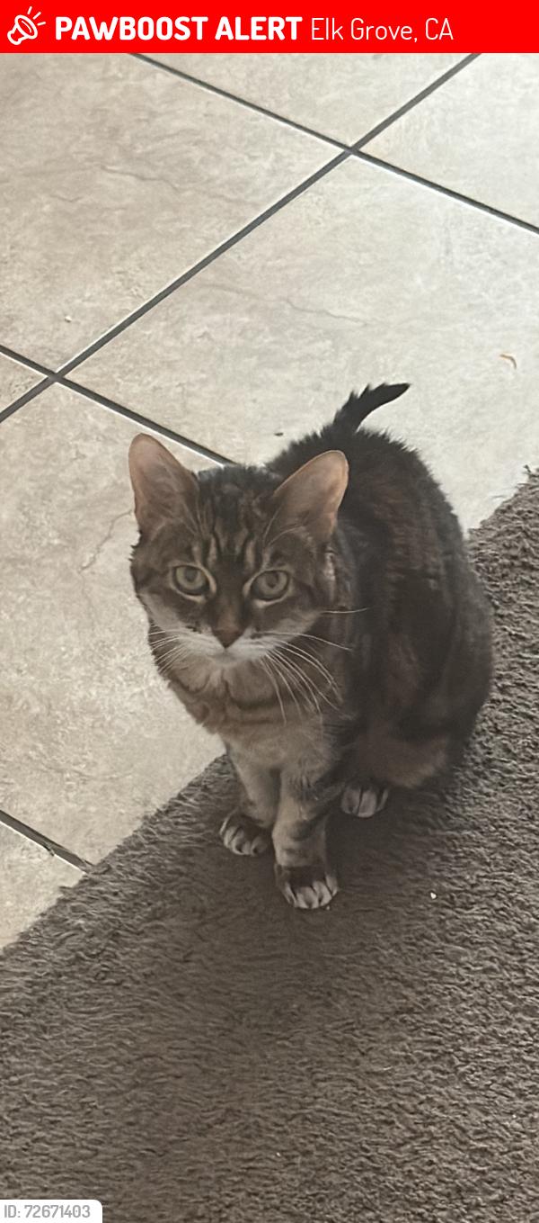Lost Female Cat last seen Near Cordially Way, Elk Grove, CA 95757