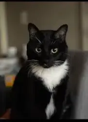 Lost Male Cat last seen Orange Blossom trail , Orlando, FL 32839