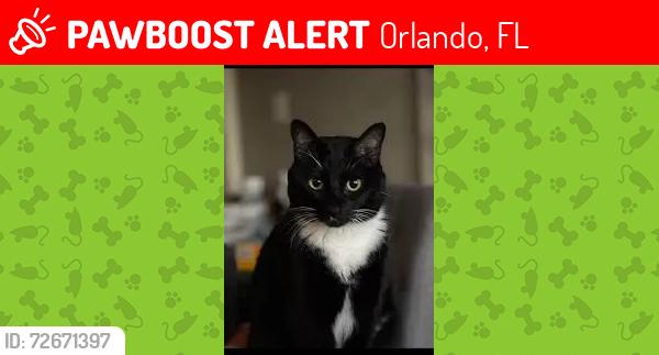Lost Male Cat last seen Orange Blossom trail , Orlando, FL 32839