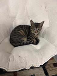 Found/Stray Male Cat last seen Marquette road , Chula Vista, CA 91913