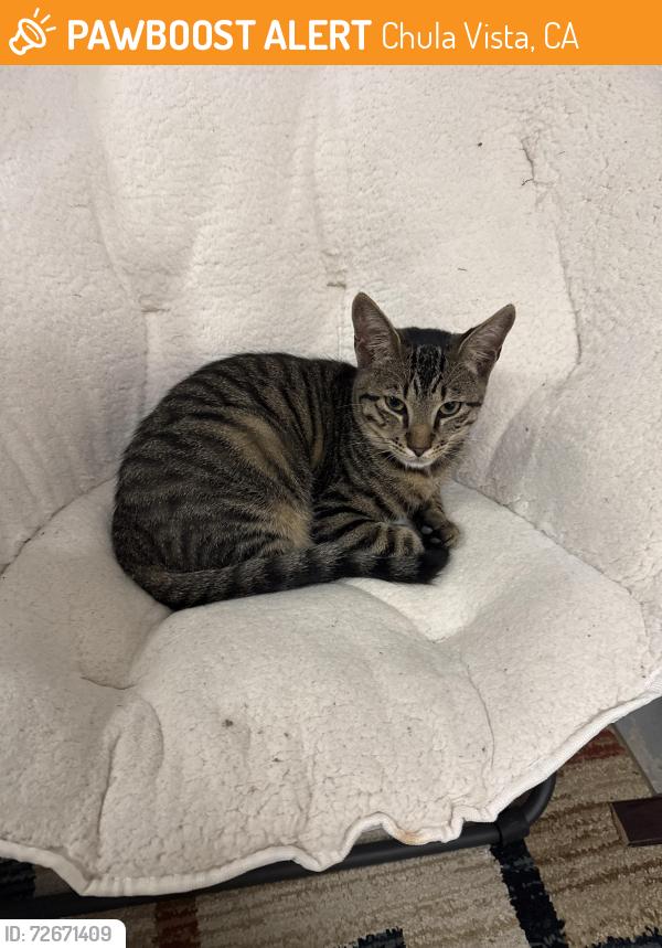 Found/Stray Male Cat last seen Marquette road , Chula Vista, CA 91913