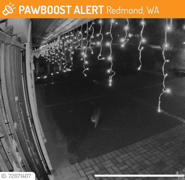 Found/Stray Unknown Cat last seen Near 156th Ave NE Redmond, Redmond, WA 98052
