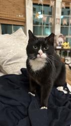 Found/Stray Unknown Cat last seen Collin College, Wylie, TX 75098