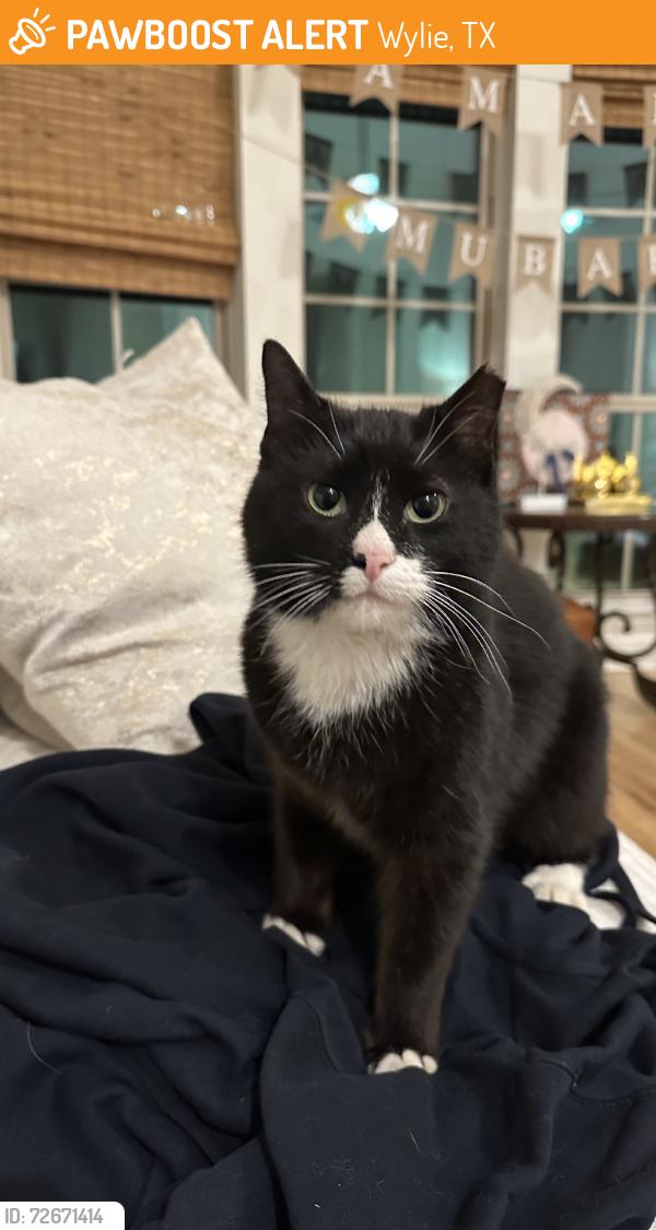 Found/Stray Unknown Cat last seen Collin College, Wylie, TX 75098