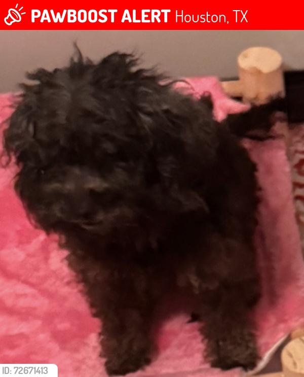Lost Female Dog last seen Near spenwick dr , Houston, TX 77055