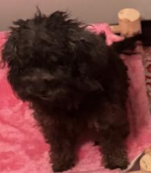 Lost Female Dog last seen Near spenwick dr , Houston, TX 77055