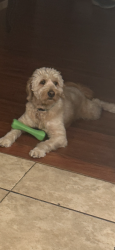 Lost Male Dog last seen Near south 2500 east , Millcreek, UT 84109