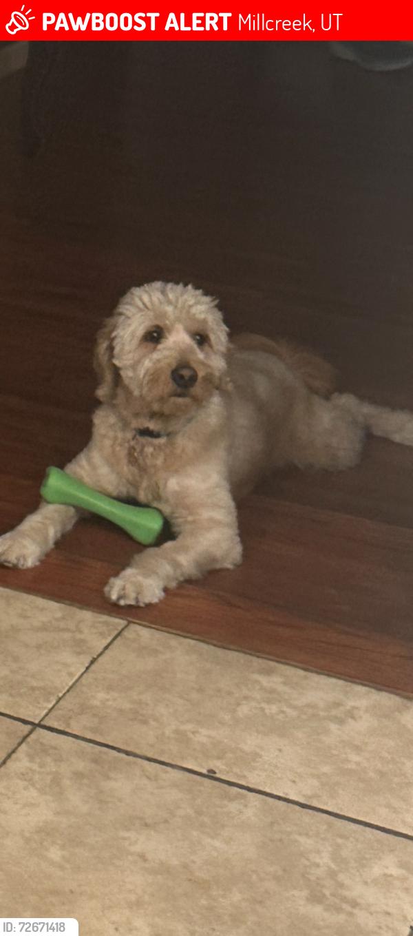 Lost Male Dog last seen Near south 2500 east , Millcreek, UT 84109