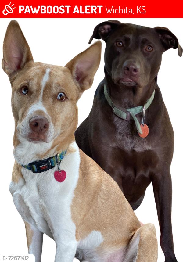 Lost Female Dog last seen 27th and Coolidge , Wichita, KS 67204