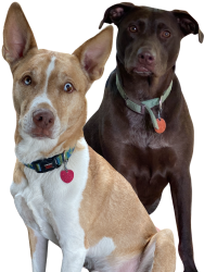 Lost Female Dog last seen 27th and Coolidge , Wichita, KS 67204