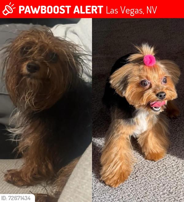 Lost Female Dog last seen Near Miller ave , Las Vegas, NV 89106