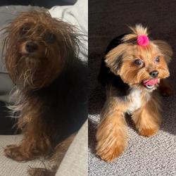 Lost Female Dog last seen Near Miller ave , Las Vegas, NV 89106
