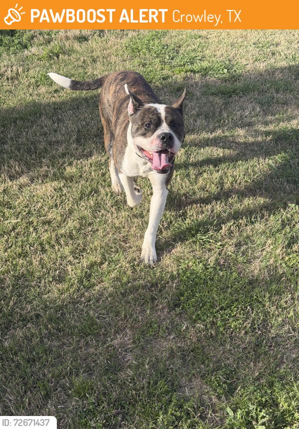 Found/Stray Male Dog last seen North Crowley High School, Crowley, TX 76036