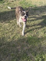 Found/Stray Male Dog last seen North Crowley High School, Crowley, TX 76036