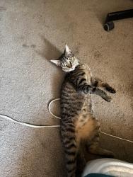 Lost Female Cat last seen Near W Fifth St Santa Ana, CA  92703 United States, Santa Ana, CA 92703