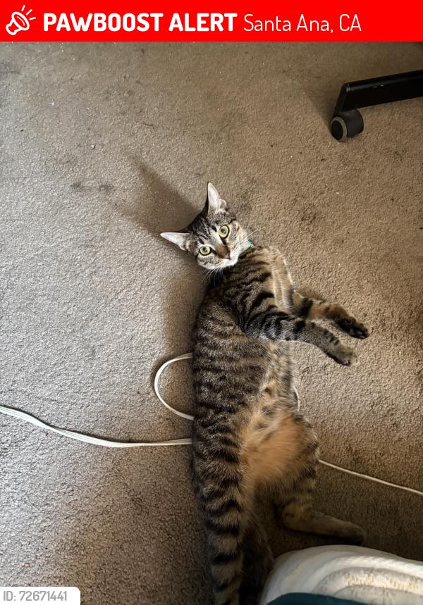 Lost Female Cat last seen Near W Fifth St Santa Ana, CA  92703 United States, Santa Ana, CA 92703