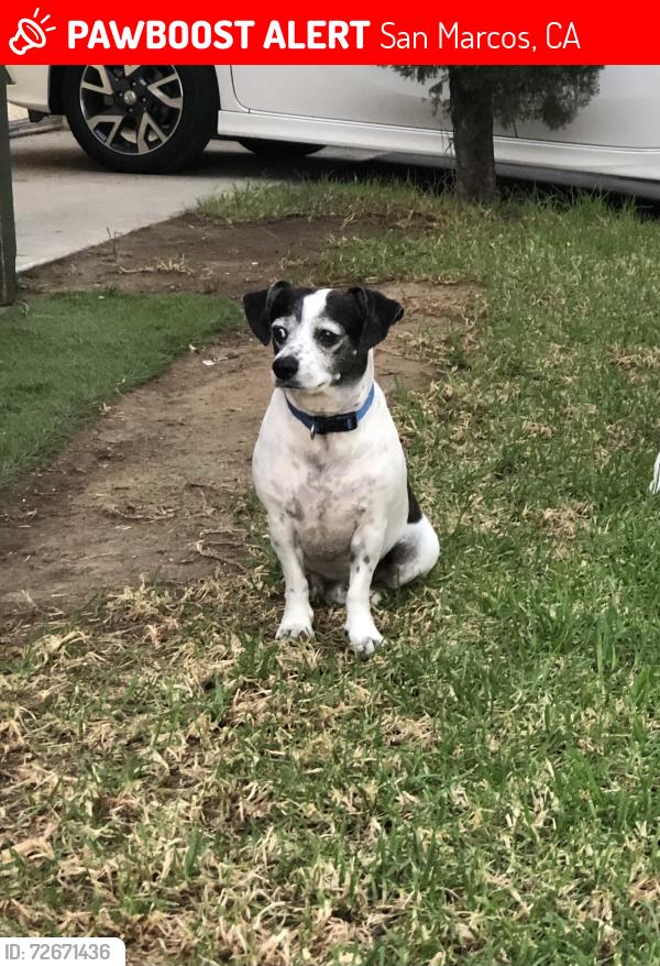 Lost Male Dog last seen Tiger way , San Marcos, CA 92069