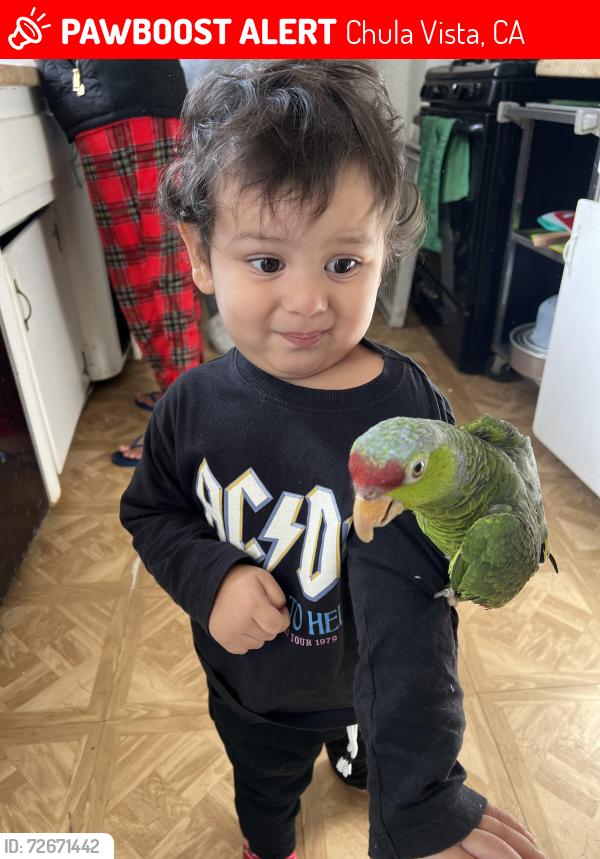 Lost Female Bird last seen Hst, Chula Vista, CA 91910