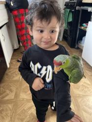Lost Female Bird last seen Hst, Chula Vista, CA 91910