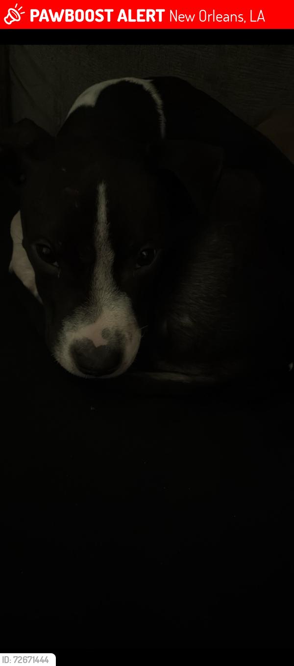 Lost Male Dog last seen Louisa, New Orleans, LA 70117