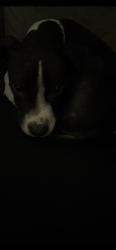 Lost Male Dog last seen Louisa, New Orleans, LA 70117