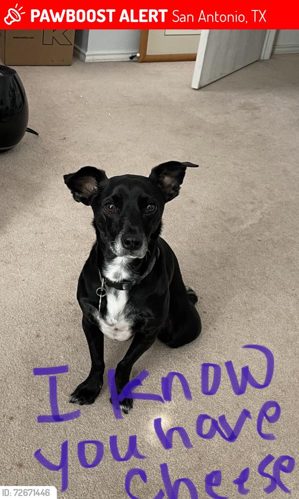 Lost Male Dog last seen Bluegrass pond, San Antonio, TX 78254