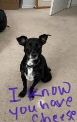 Lost Male Dog last seen Bluegrass pond, San Antonio, TX 78254