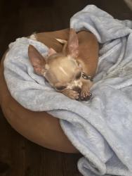 Lost Female Dog last seen Hampton. St , Dimond Hill    Area, Fort Worth, TX 76106