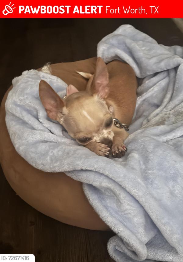 Lost Female Dog last seen Hampton. St , Dimond Hill    Area, Fort Worth, TX 76106
