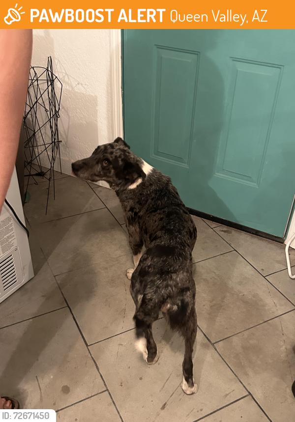 Found/Stray Female Dog last seen Queen valley town enterance , Queen Valley, AZ 85118