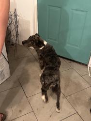 Found/Stray Female Dog last seen Queen valley town enterance , Queen Valley, AZ 85118