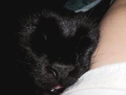 Lost Male Cat last seen Treasure Coast Harley dealership, Stuart, FL 34997